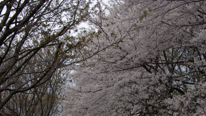 桜は満開