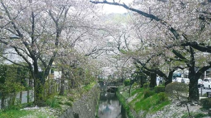 京都桜巡り2018(4)