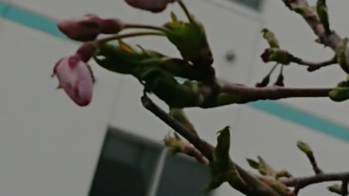 札幌は、ピンクに。。。