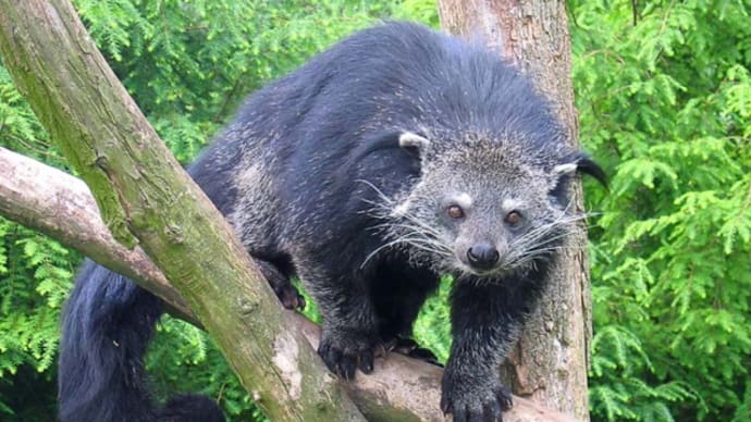 【ビントロング】清水謙行が世界を旅するブログー絶滅危惧種