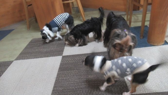 21/03/01 犬の幼稚園BuddyDog