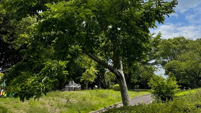 栂緑道:辛夷(コブシ)の果実を見つけた❗️案外沢山実を付けているのにビックリだ❗️🚶🏾散歩道道