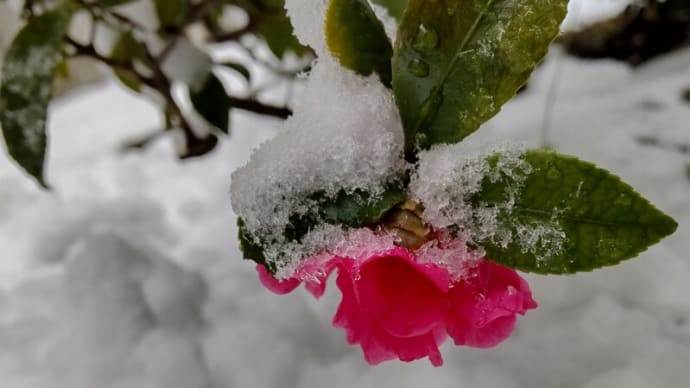 初雪❄️
