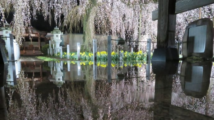 水戸安国寺の枝垂れ桜ライトアップ 2025.4.3