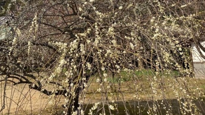白い枝垂れ梅