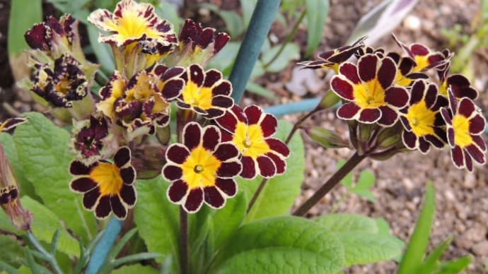 数日で広がった花*花を見る合間に植え替えも*