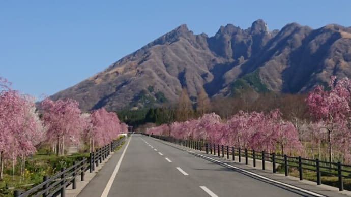 高森町の桜を見に行く