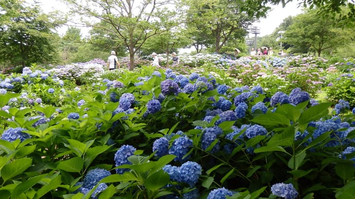 紫陽花巡り