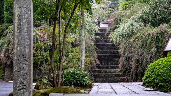 朝時雨【海蔵寺】やっぱり、雨が似合う鎌倉です