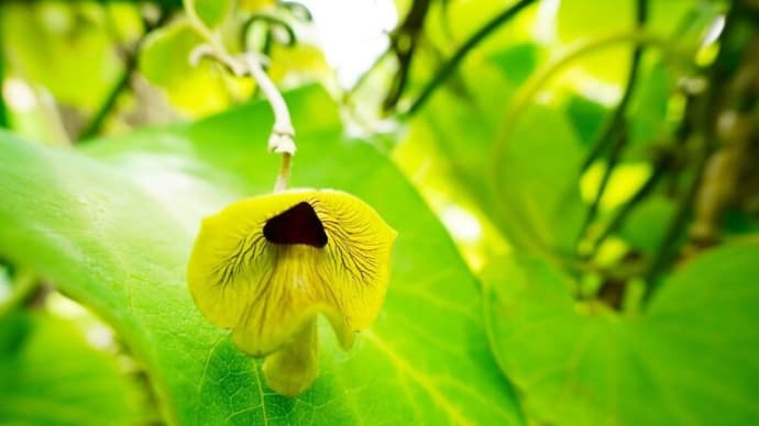オオバウマノスズクサ、カラスビシャク、クリスマスローズ(板橋区立赤塚植物園 2024.4.29撮影)