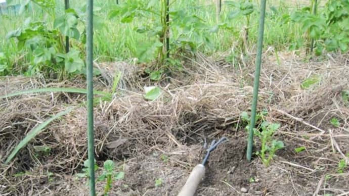 野菜には、肥料よりも水では?