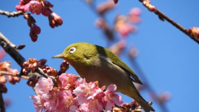 メジロちゃん、桜の中で