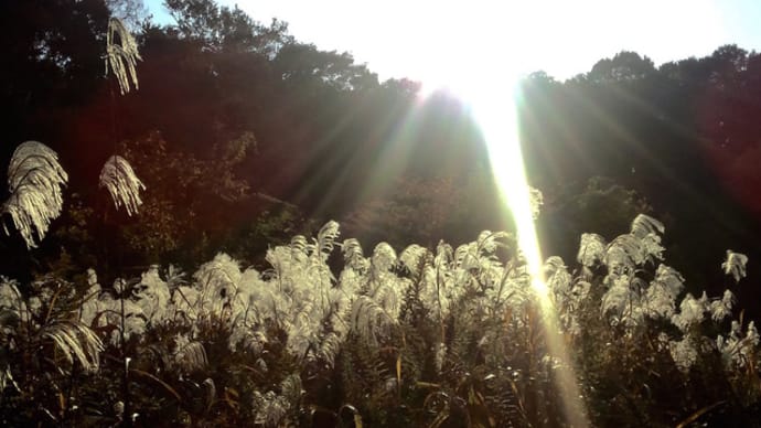 久々の谷戸山公園です