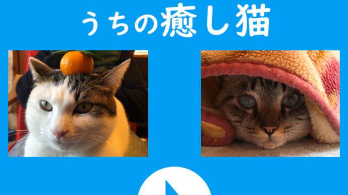 うちの癒し猫の紹介♪ 新しい姉妹ブログ「ワードプレスブログ」更新しました!