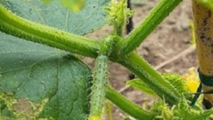 トマトなど畑の野菜の様子とキュウリにネットを張ったとですぅ(・∀・)