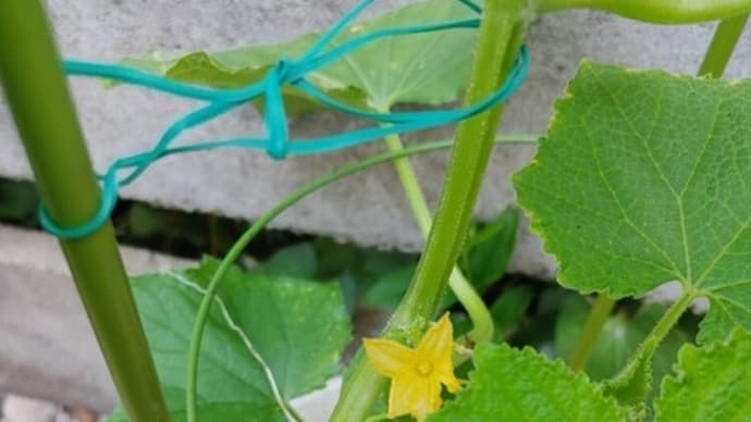 今朝の菜園