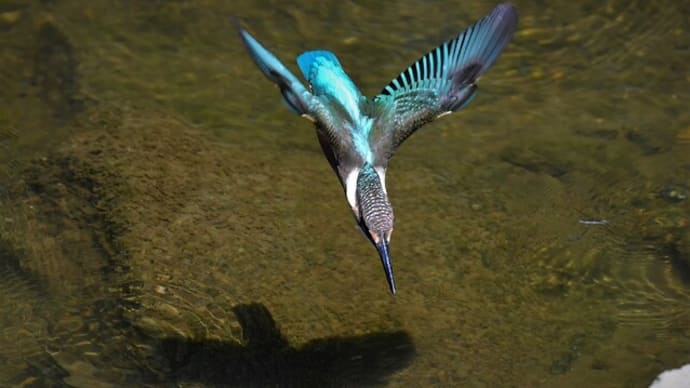 #カワセミと野鳥たち 1254