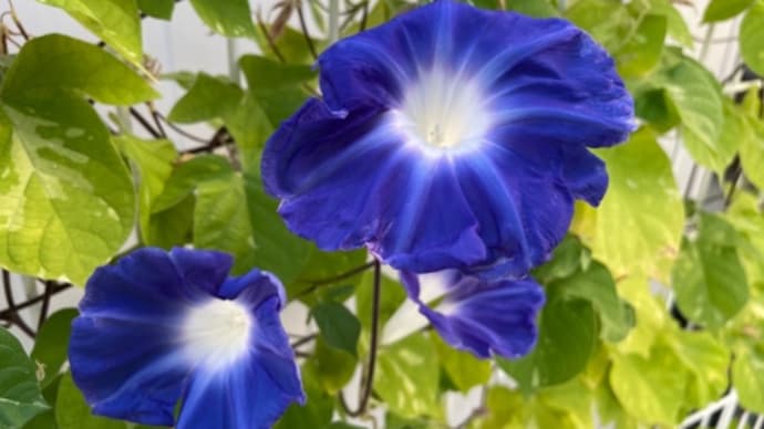 あさがおの花が綺麗