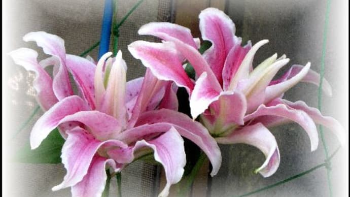 八重咲きの百合の花