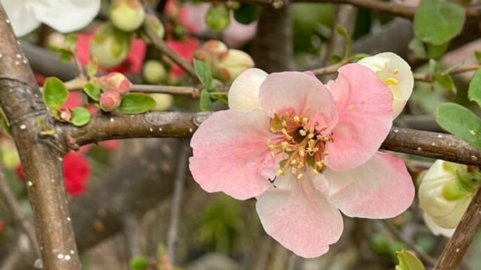 木瓜の花