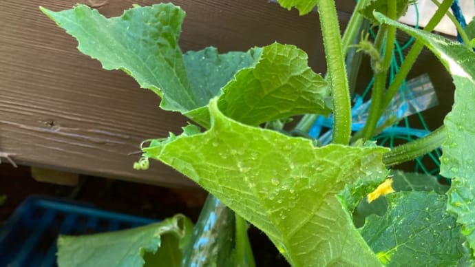 我が家の家庭菜園🥒🍉