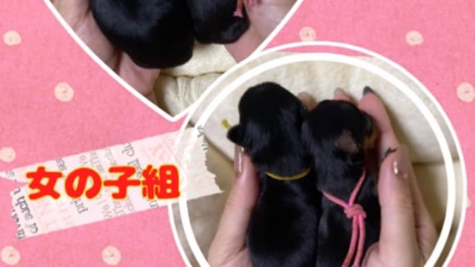 baby大きさ比べ