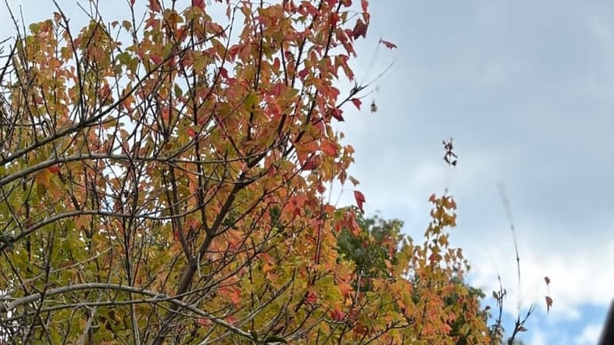 紅葉