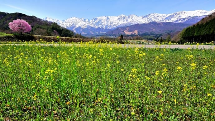 野平の一本桜