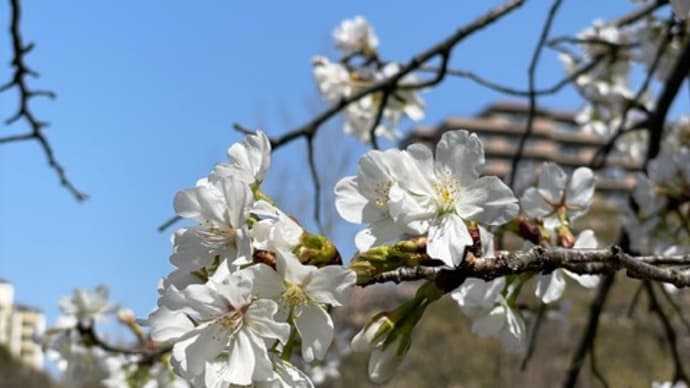 桜の妖精現る