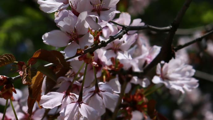北海道の遅い春の桜9-1