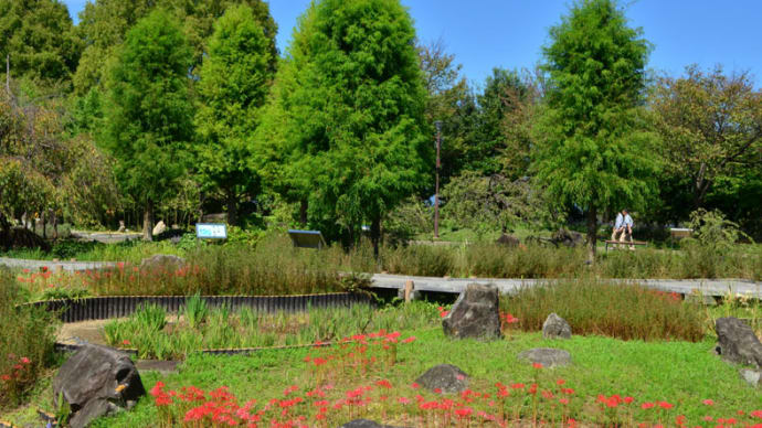 草津市立水生植物公園みずの森9月22日