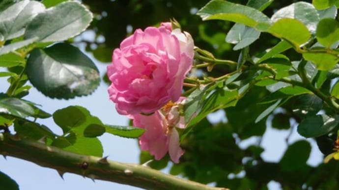 夏到来で夏野菜は元気に