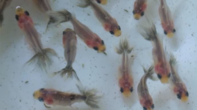 天青稚魚の水替え2022。