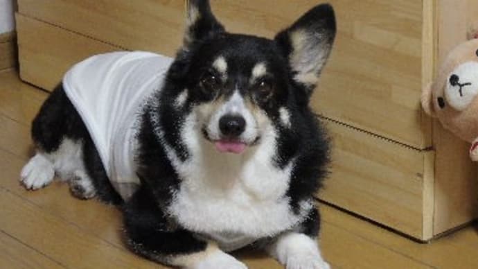 ハッシュタグ 犬 散歩 おじいさん 声掛け 犬ちょうだい Goo Blog Gooブログ ハッシュタグ 犬 散歩 おじいさん 声掛け 犬ちょうだい Goo Blog Gooブログ