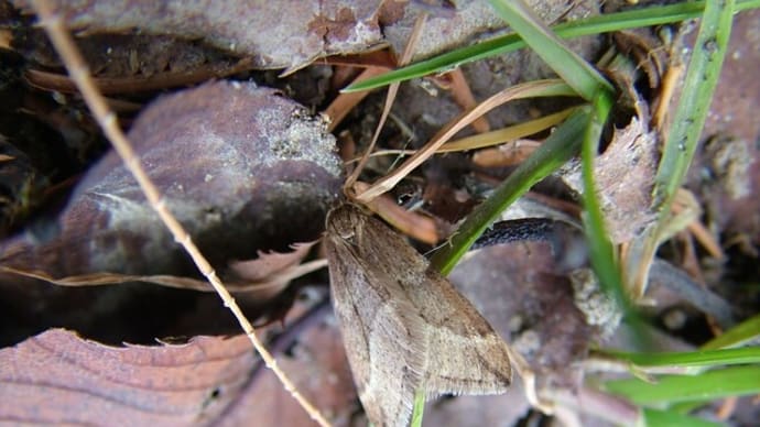 ウスバフユシャク♂？（富山県中央植物園／富山市［婦中町］上轡田）