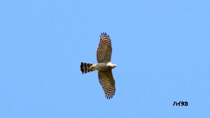 03/13探鳥記録写真-2:遠賀川河口堰の鳥たち(ハイタカ、コサギ、カンムリカイツブリ、コブハクチョウ、マガモ、イソヒヨドリ、ヒバリ、)
