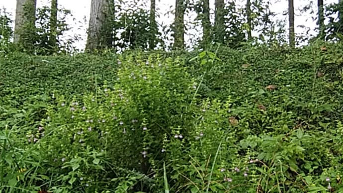 鈴木芳如/鹿寄せの笛がきこえて寝鹿立つ
