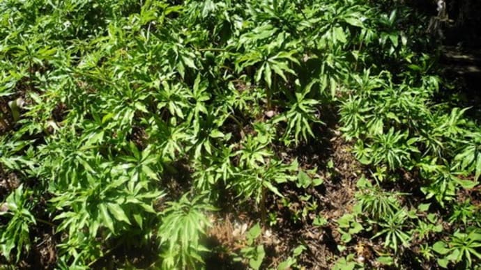 水戸の植物群生地(3)