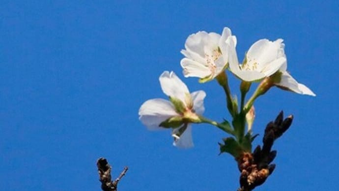 権現堂堤 十月桜開花