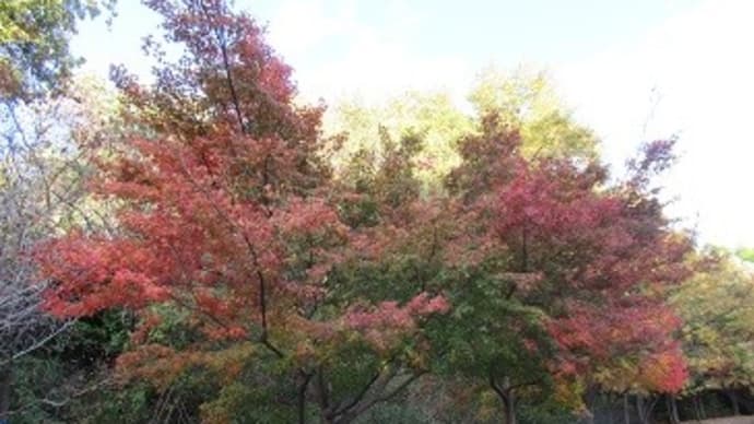 大阪府営山田池公園の紅葉