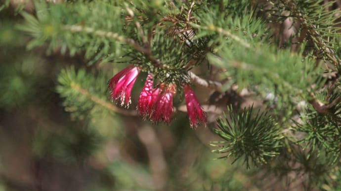 オーストラリア のブログ記事一覧 山の花は友達 オーストラリア のブログ記事一覧 山の花は友達