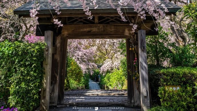 桜メモリー2022【明月院】灌仏会の花飾りと満開の枝垂れ桜