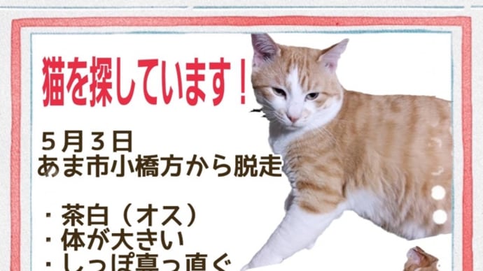 (=^・^=)あまねこ情報【トップ固定】