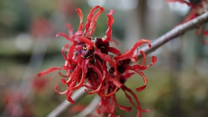 冬～早春の花：赤花万作