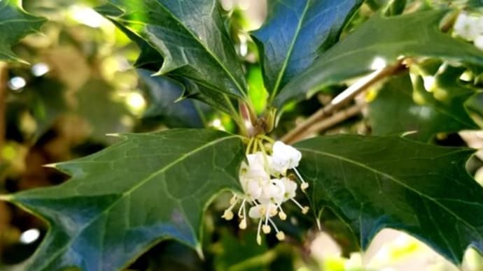 ~~ヒイラギ、ツバキ、サザンカ、クチナシの実~~❀🌺💠🍍