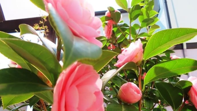 今日は「彼岸明け」