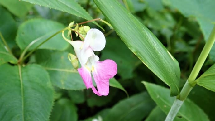 2020年に出会った植物　➁
