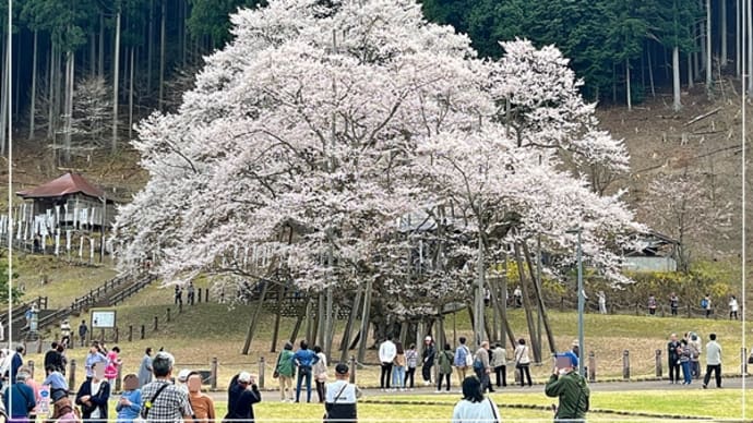 急に寒くなった！(^0^;)　桜🌸を見に岐阜へも！