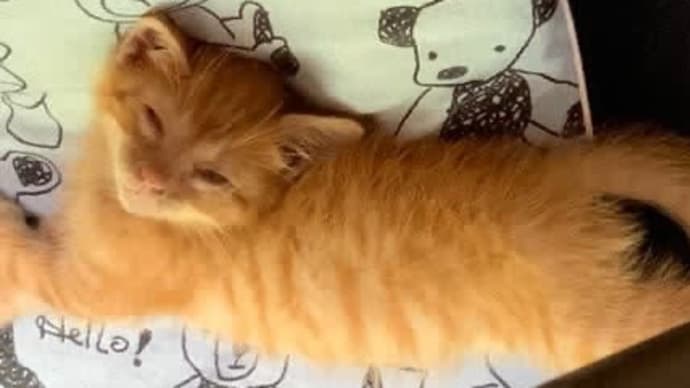 仔猫の寝相は基本ヘン