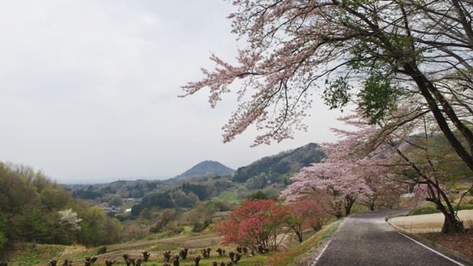 女神山山開き(2025.4.20)#2 椚平登山口~堀切口登山口~堀切登山口~秋山集会所